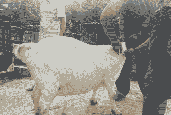 波尔山羊如何挑选种羊