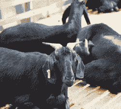 福建黑山羊什么品种