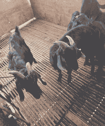 黑山羊适合多少温度