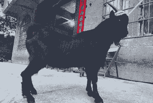 黑山羊公羊的特征