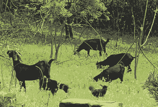 黑山羊喂什么牧草好
