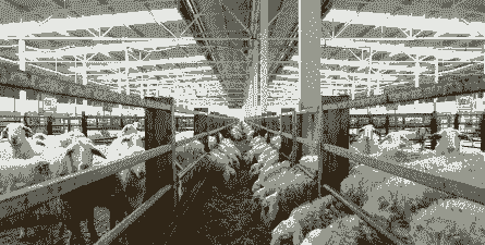 山羊怀孕几个月下羔