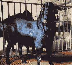 黑山羊什么时候配种