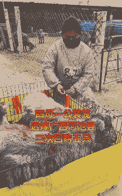 青山羊哪里卖多少钱