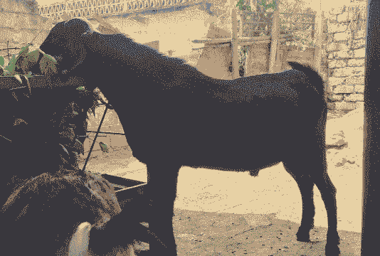 努比亚黑山羊能耐寒吗