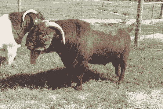 新疆什么地方有波尔山羊