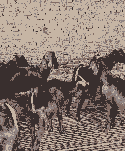 最好的黑山羊品种哪种