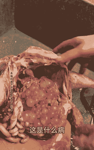 肉鸡肚皮发紫原因