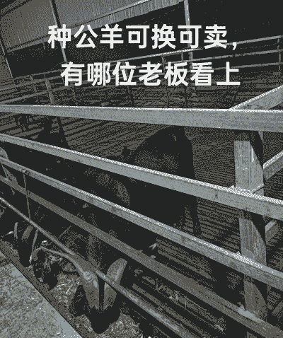 一黑山羊的饲养法