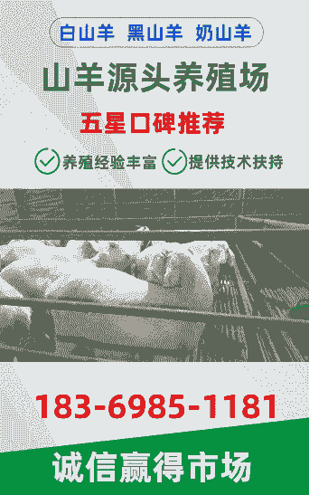 买黑山羊怎么选好的