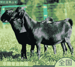 黑山羊价格怎么样