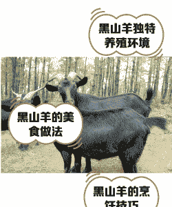 中国黑山羊有那些品种