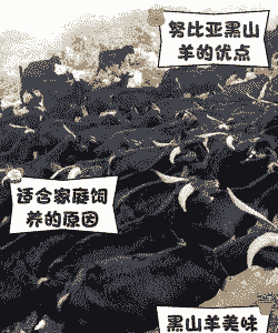 努比亚黑山羊生长时间