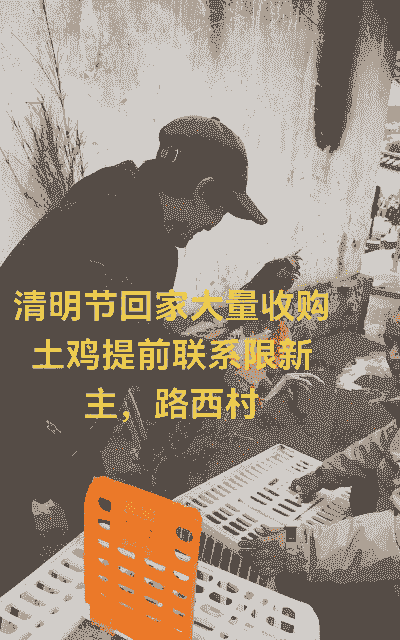 重庆哪里回收肉鸡