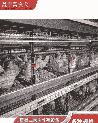 笼养肉鸡养殖密度