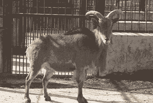 黄羊和黑山羊哪个好