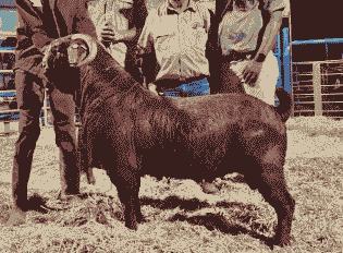 波尔山羊的价格怎么样