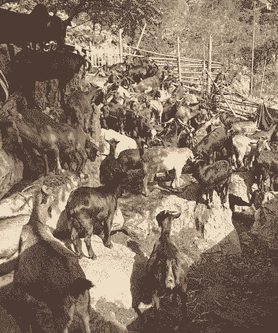 中国山羊交易市场在哪里