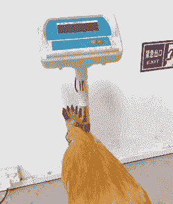 大型肉鸡种鸡体重