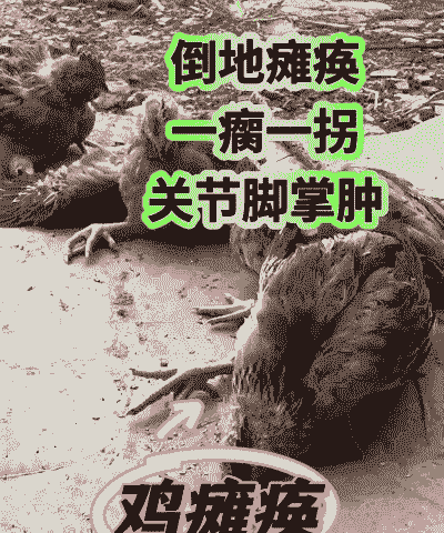 肉鸡拐脚怎么预防