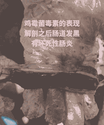 肉鸡霉菌治疗方法