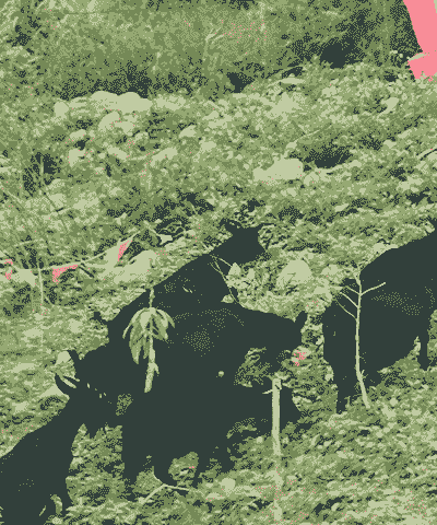 湖北哪里有黑山羊苗卖