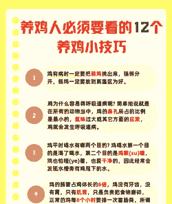 肉鸡科学饲养方法