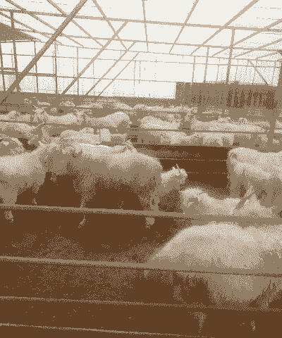 辽宁种山羊价格是多少钱