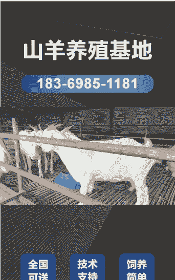 在什么地方能买奶山羊