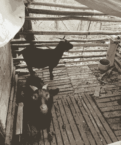 黑山羊是怎样生小羊的