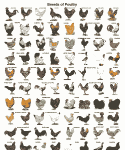 特快大型肉鸡品种