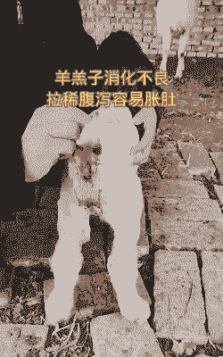 小山羊老是拉稀怎么回事