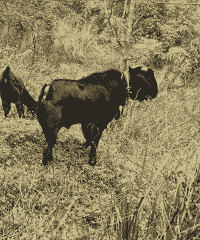 黑山羊几月大可以配种