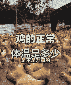 肉鸡发烧怎么测试