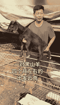 黑山羊几个月能出栏