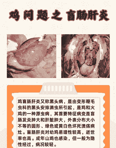 肉鸡盲肠病变症状