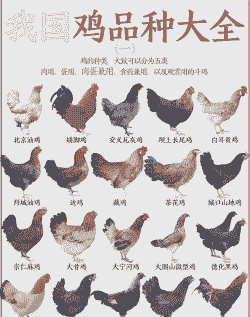肉鸡都有什么品种