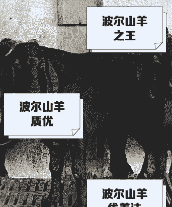 查一下波尔山羊的价格