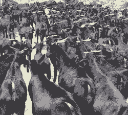 什么地方的黑山羊品种好