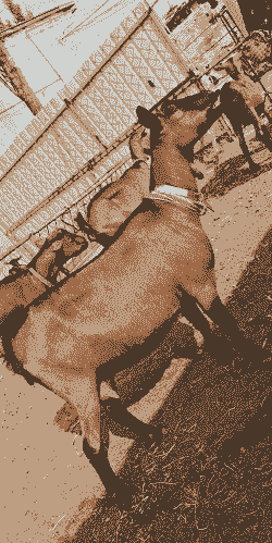 红鹿奶山羊多少钱一个