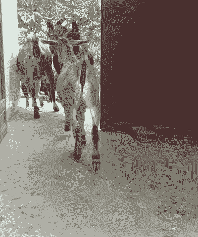 黑山羊有角好还是无较好