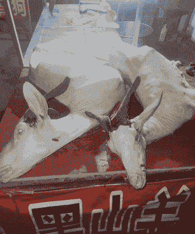 黑山羊的屠宰率是多少