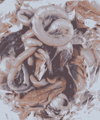 中药肉鸡后期育肥