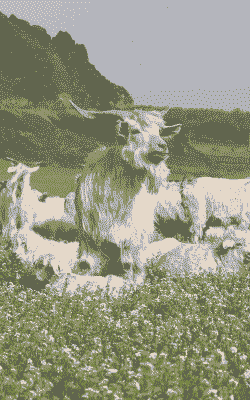 新疆白山羊一只多少钱