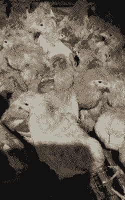 肉鸡油苗不打行吗