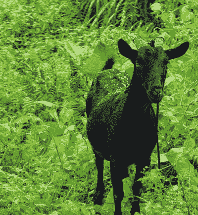 黑山羊什么样的品种好