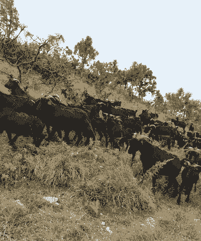 一头黑山羊利润有多少