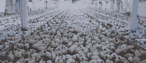 白羽肉鸡多重出栏