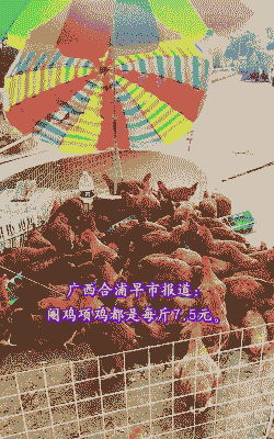 广西哪里收购肉鸡