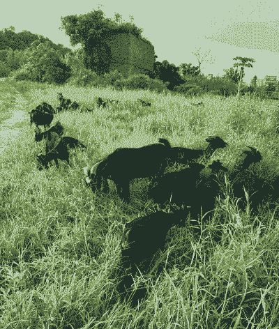 黑山羊多少钱一只种苗